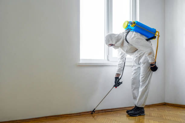 Best Termite Control Services  in Sun Valley, ID