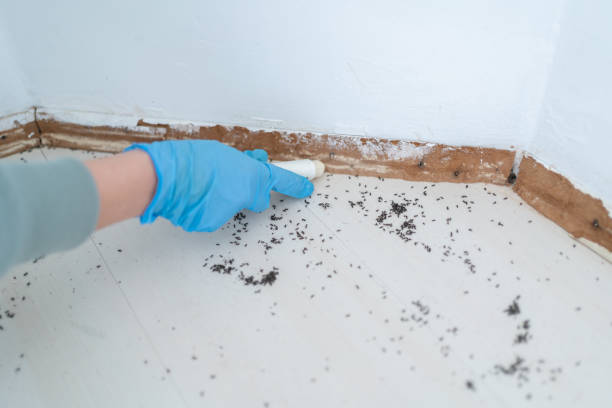 Best Affordable Pest Control Services  in Sun Valley, ID